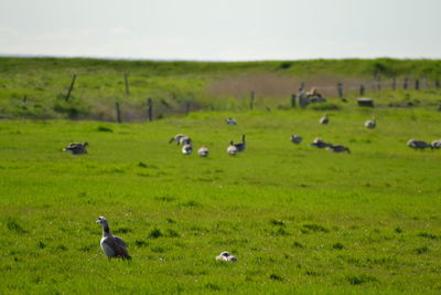 Flock of birds on grassy field