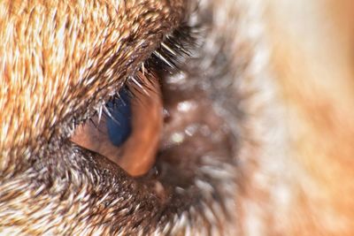 Close-up of eye