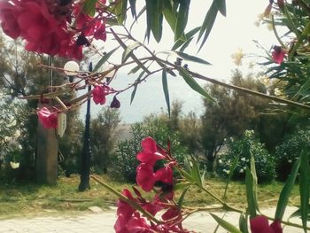 Close-up of red rose plant against trees