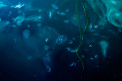 Jellyfish swimming in sea