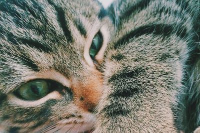 Close-up portrait of a cat