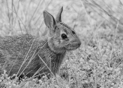 Close-up of a rabbit on field