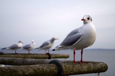 Seagull perching on railing