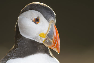 Close-up of puffin