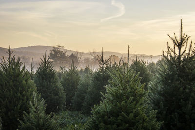 Panoramic shot of trees on landscape against sky