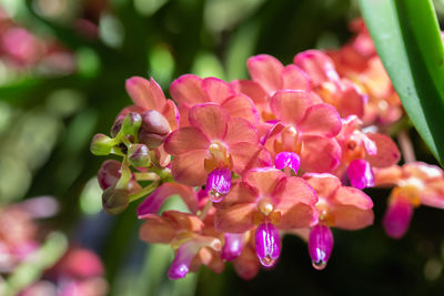 Close-up of pink flowering plant