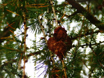 Low angle view of eagle perching on tree