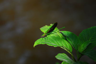 Close-up of insect on plant