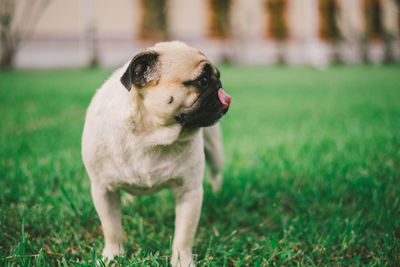 Dog looking away on field