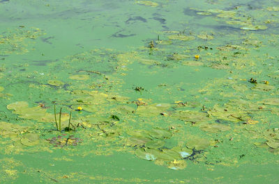 High angle view of leaves floating on water