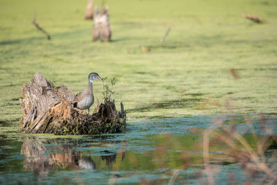 Duck perching on stump in swamp