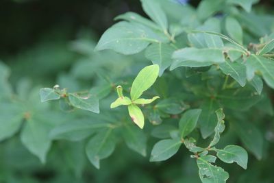 Close-up of fresh green leaves