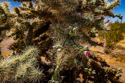 Close-up of flowering plant on field