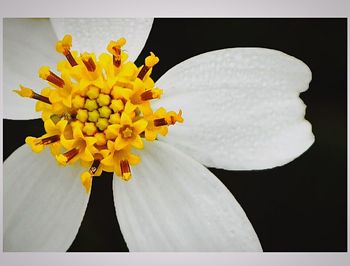 Close-up of yellow flowers over white background