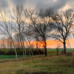 Bare trees on field against sky during sunset
