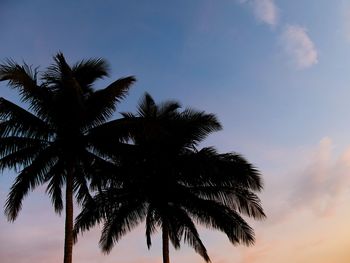 Low angle view of palm trees against sky
