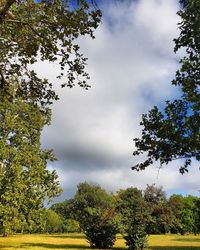 Low angle view of trees against sky