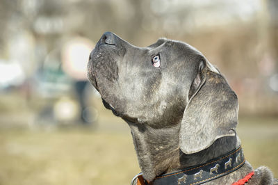 Close-up of a dog looking away