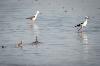 View of birds in lake