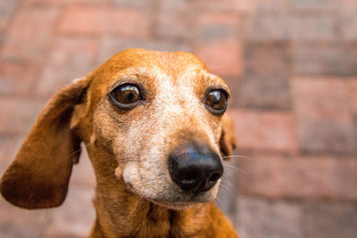 Close-up portrait of a dog