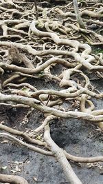 High angle view of roots on ground