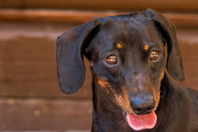 Close-up portrait of a dog