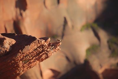 Close-up of lizard on tree