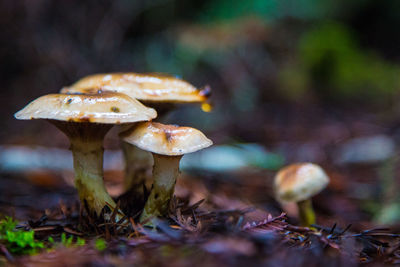 Close-up of mushroom growing in forest