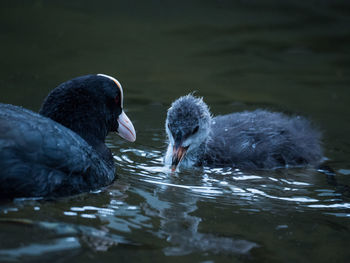 Swans swimming in lake