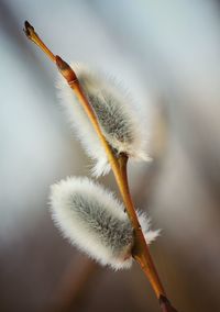 Close-up of plant against blurred background