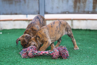 View of a dog on field