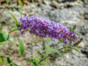 Close-up of purple flowers blooming in field