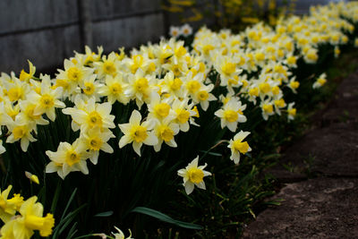 Close-up of yellow daffodil flowers