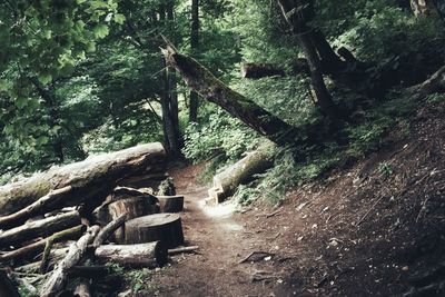 Wooden log in forest