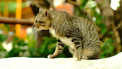 Close-up of a cat looking away