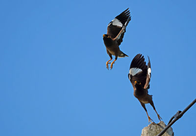 Low angle view of bird flying