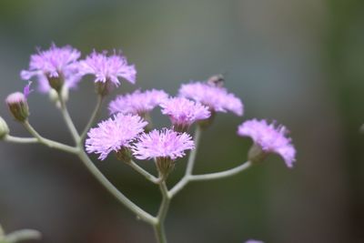 Close-up of purple flowering plant