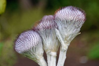 Close-up of purple flowering plant