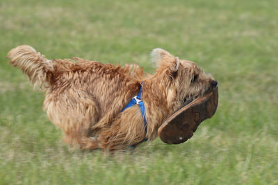 Side view of dog on field