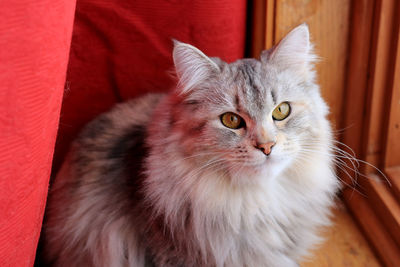 Portrait of maine coon sitting on chair