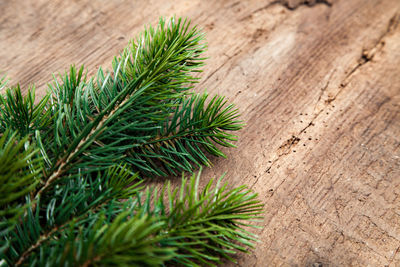 High angle view of fir branches on table