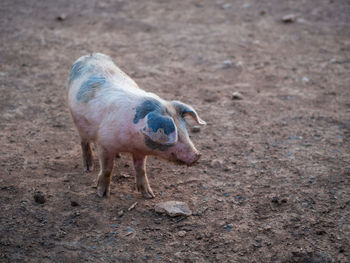 High angle view of young pig on land