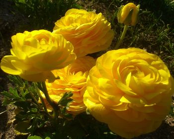 Close-up of yellow flowers