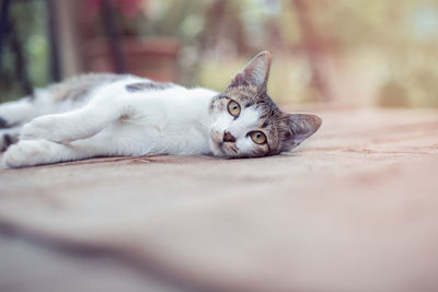 Portrait of cat resting on floor