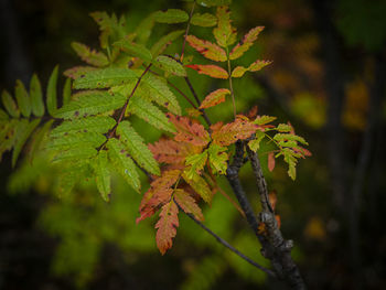 Close-up of leaves on tree