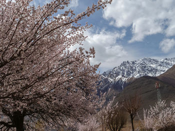 Low angle view of cherry blossom tree against sky