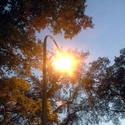 Low angle view of trees against sky