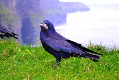 A curious raven at the cliffs of moher, ireland