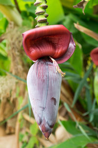 Close-up of plant against blurred background