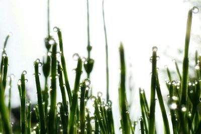 Close-up of grass growing on field